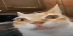 EM emote