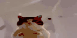 catBombing emote