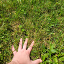 touch_grass emote