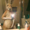Kangaroo emote
