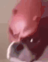 DogLookingSussyAndDaredevil animated emote