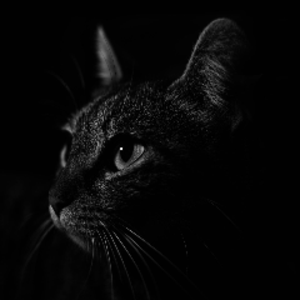 cucucat avatar