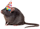 Birthday_Rat emote