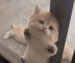eeeelp emote