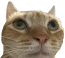 wsp emote