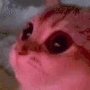 wow emote