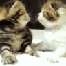 CE_Kith3 emote
