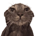 wetcatstare emote