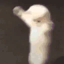 catDance emote