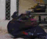 DodgeRoll emote