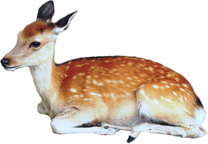 deer emoji