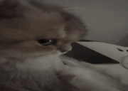 sideEye animated emote
