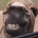 donkE emote