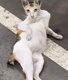 cat emote