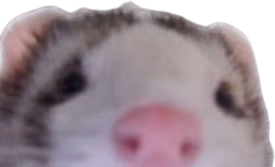 Ferret_peek emote