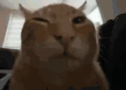 WAYTOOBUH emote