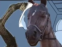 cavalo_confuso emote