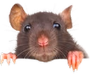rat emote
