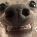 Hehedog emote