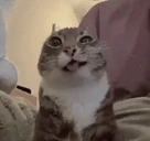 meon emote
