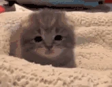 Pats emote