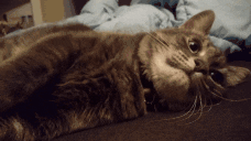 achoo animated emote