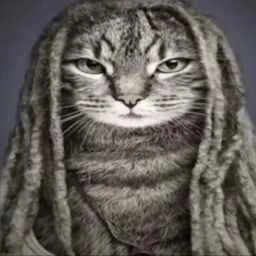 cat_reggae emote