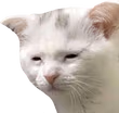 TiredCat emote