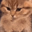 kittenpaws emote