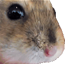 Hampting animated emote