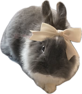 bunnyboww emote