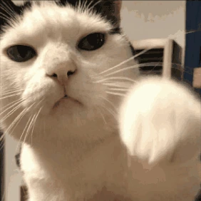 CatPunch emote