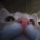catMrow emote