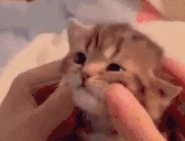 cutie emote