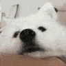 SweetDog emote