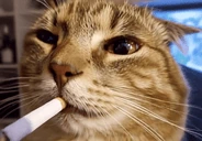 wuhsmoke emote