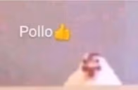 Pollo emote
