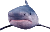 shark emote