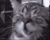 CATW emote