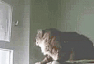 Dushno animated emote
