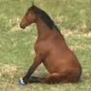 horse emote