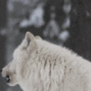 awooo emote