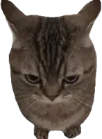killer_cat emote