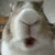 bunny_chew emote