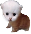 Rupert emote
