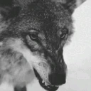 WolfGrr emote