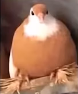 FatBirdie emote