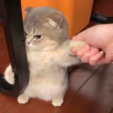 noWanna emote