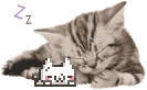 Catot emote