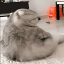 oiblya emote